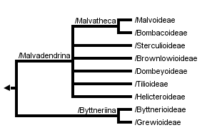 taxon links