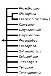taxon links