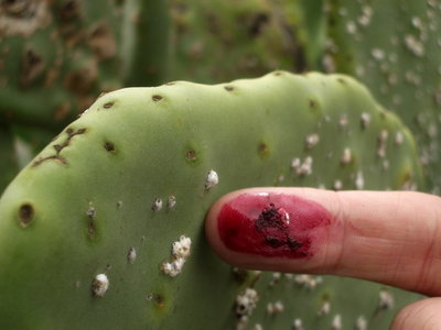 Cochineal scale insects on Opuntia