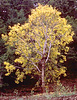 Bigleaf maple, Acer macrophyllum
