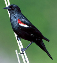 tricolored blackbird 