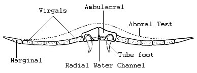 Reconstructed cross-section of one arm of Chininanaster