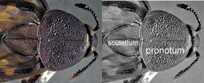 Diamesus scutellum