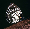 Euxanthe wakefieldi, Tanzania