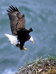  Bald eagle draws wings back as it comes into the nest for a landing
