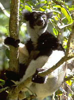Indri sitting in tree