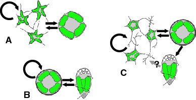 Life cycles of chlorarachniophytes
