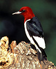 red-headed woodpecker 