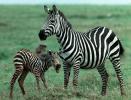 Common or Plains Zebra (Equus burchelli) with newborn foal, Ngorongoro Crater