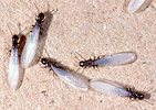 Reticulitermes virginicus reproductives