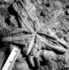 Trichasteropsis fossil