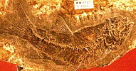 Yanbiania wangqingica fossil
