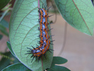 Gulf Fritillary larva