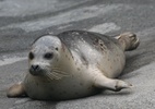captive harbor seal pup