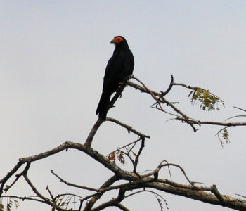 black caracara perched