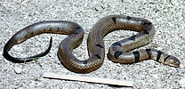 Lake Tanganyika Water-cobra (Boulengerina), Tanzania