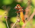 Broad-bodied chaser dragonfly, immature adult male