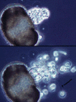 Chytridium growing on a single pine pollen grain. Successive photos show zoospore release from the sporangium, and the arrow points to a flagellum.