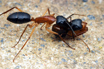 Camponotus nigriceps workers performing social carrying