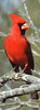 Bright red cardinal bird