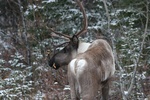 caribou