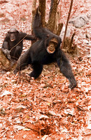 Chimpanzees (Pan troglodytes) using tools