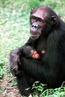 Chimpanzees (Pan troglodytes) mother with newborn infant