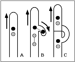 Diagram of clamp cell formation