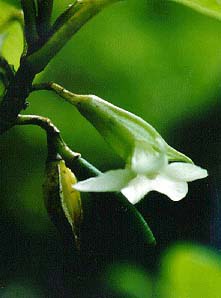 Cyrtandra hawaiiensis X Cyrtandra calpidicarpa