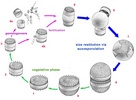 diatom life cycle