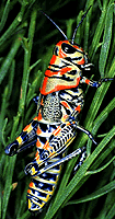 a colorful grasshopper, Dactylotum variegatum