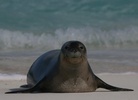 endangered hawaiian monk seal