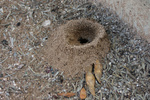 Turret mound nest entrance of Dorymyrmex sp.