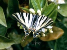 Iphiclides podalirius butterfly