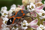 Lygaeus kalmii, common milkweed bug