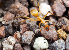 Myrmecocystus mexicanus worker infected by pathogenic fungus