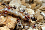 Myrmecocystus mimicus workers attacking beetle larva