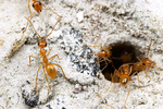 Myrmecocystus navajo workers at nest entrance