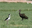 white faced ibis and black necked stilt
