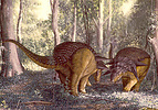 Two Edmontonia males in a shoving contest of strength.