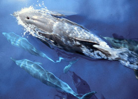Toothed whales have a single blowhole