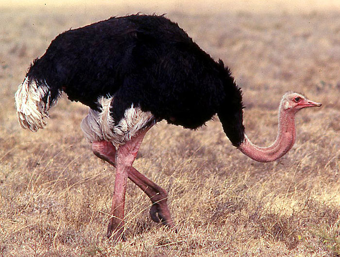 Ostrich (Struthio camelus) adult male, Tanzania