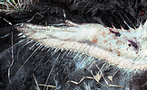Ostrich (Struthio camelus) wing detail