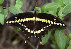 Giant swallowtail (Papilio cresphontes), Arizona