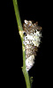 Giant swallowtail (Papilio cresphontes) larva, Arizona