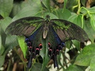 Papilio bianor butterfly