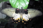Papilio lowi butterfly