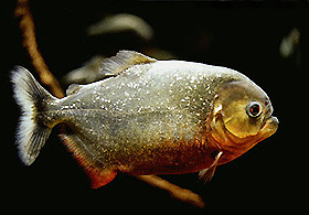 Red-bellied piranha, Pygocentrus nattereri