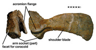 Shoulder girdle of Hylaeosaurus