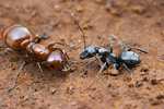 Queen Polyergus breviceps with attendant Formica worker